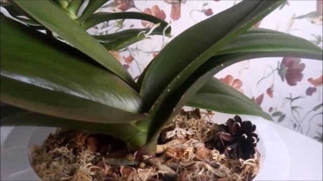 А можно ЗАСТАВИТЬ цвести орхидеи???))) МОЖНО!!!)))