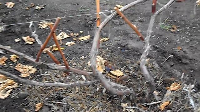 КАК Я ОБРЕЗАЛ ВИНОГРАД АРКАДИЯ в 2017 году смотреть онлайн