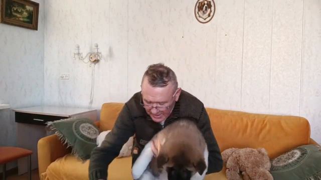 Акитомания! Презентация щенка! Монтана (Montana Mood Soft) #акитомания #щенки #американскаяакита смотреть онлайн