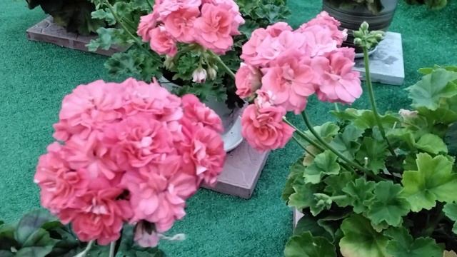 #441.Спорная новинка прошлого года-Ю-ПенаДней ,сравнение с Ю-Кариока! смотреть онлайн