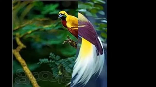 Топ 10 самых красивых птиц смотреть онлайн