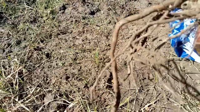 Посадка розы весной. смотреть онлайн