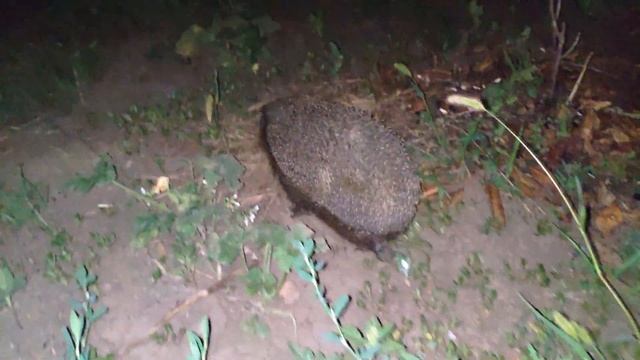 ЕЖИ ДЕРУТСЯ ! Ночная жизнь ежей ? Hedgehog смотреть онлайн