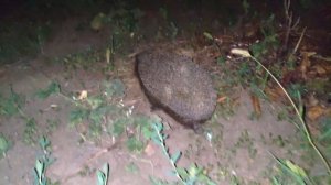 ЕЖИ ДЕРУТСЯ ! Ночная жизнь ежей  ? Hedgehog