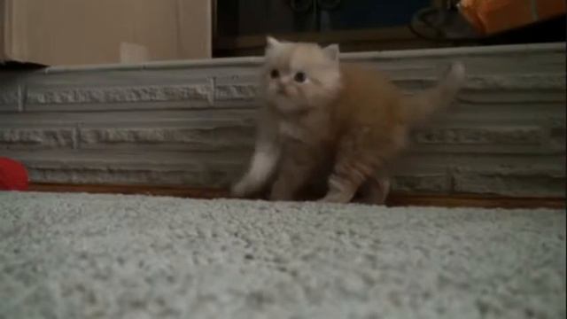 Чудесный котенок)))))) смотреть онлайн