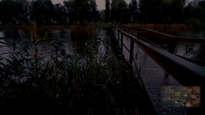 Ночное озеро. Звуки природы Сверчки, лягушки и пение птиц для глубокого сна