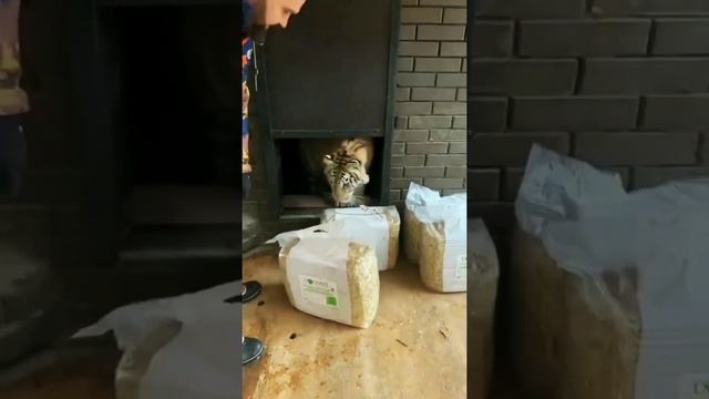 Видеоотзыв от дрессировщика тигров Михаила Зарецкого смотреть онлайн