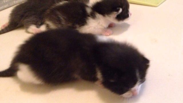 Рождение котят ! смотреть онлайн