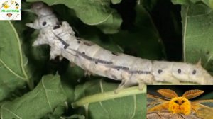 Тутовый шелкопряд .Развитие шелкопряда .Природоведение 2- 3 класс