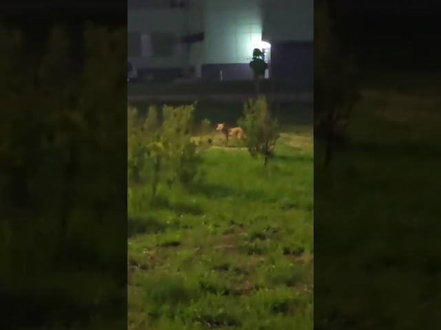 Лиса в город прибежала смотреть онлайн