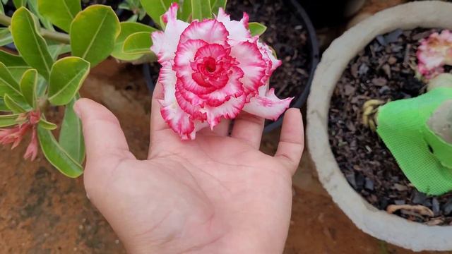 rosa do deserto filó , Coimbra, grace bay, variegata ro 04, ts 44, carnation смотреть онлайн