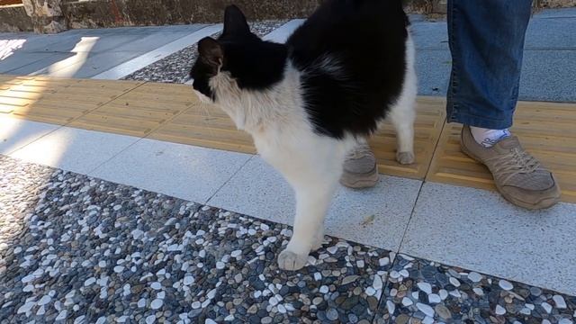 Black And White Cat Trilling Unbelievably Cute