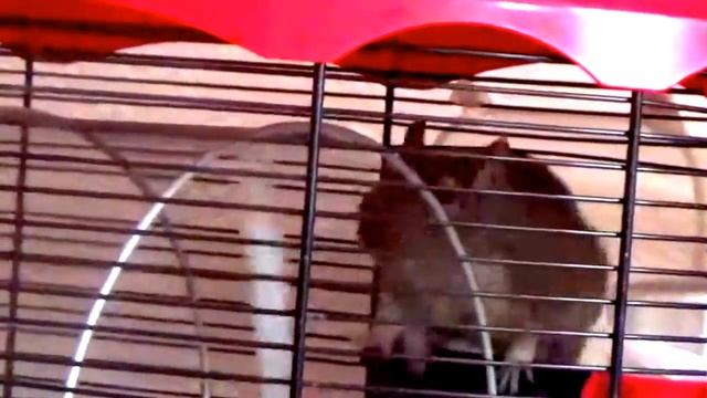 Как белка дегу забавно крутит колесо смотреть онлайн