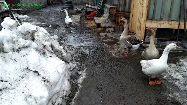 Гуси купаются в пруду в своих шубах!