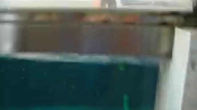 Dusit Zoo, шоу морских котиков (окончание) смотреть онлайн