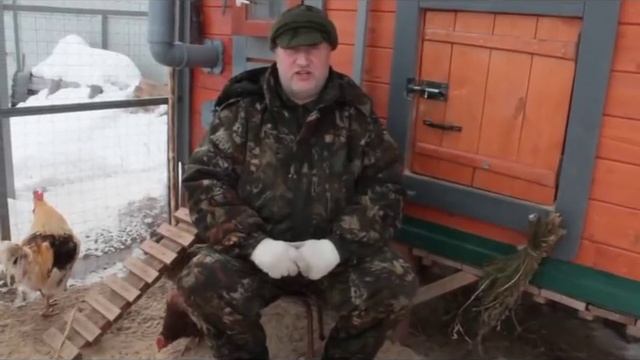 Деревенская наседка - лучший инкубатор для начинающего птицевода. смотреть онлайн