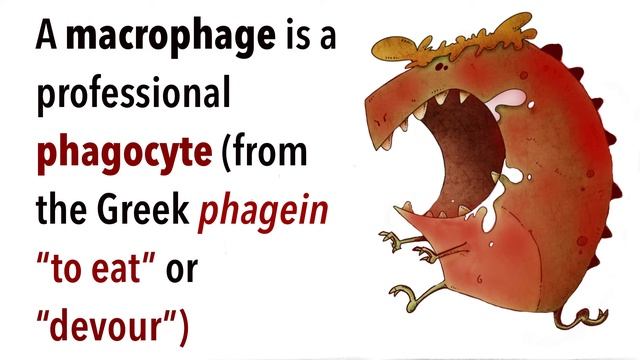 Adipose Tissue Macrophages: How They Cause Inflammation and Disease смотреть онлайн