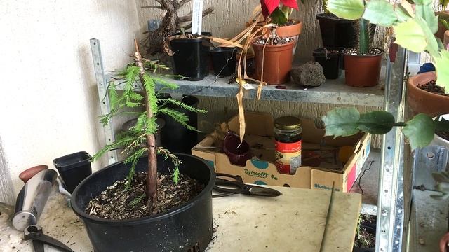 Taxodium distichum prebonsai 2021-2022 смотреть онлайн