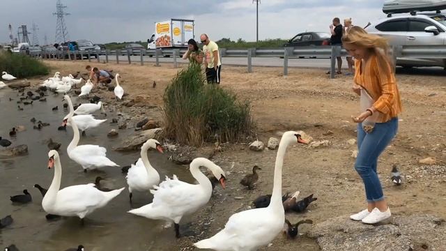 Крым. Лебеди в Евпатории смотреть онлайн