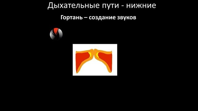 17 Дыхательная система смотреть онлайн