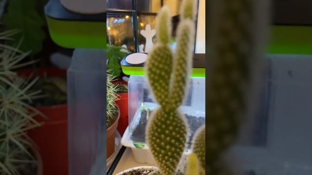 Уход за опунцией мелковорсистой ?? смотреть онлайн