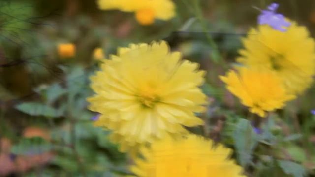 В. Кандинский. Незнакомому голосу (КККД).mpg смотреть онлайн