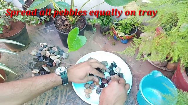 Anthurium Plant Care During Summer смотреть онлайн