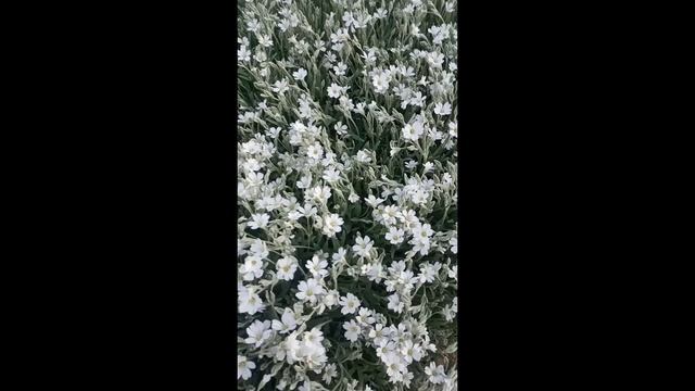 Ясколка. Белый ковер из цветов. #Shorts смотреть онлайн