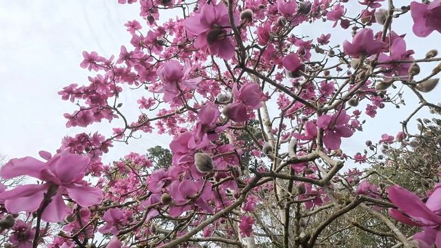 Magnolia 'Lanarth' NZ - Caerhays смотреть онлайн