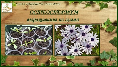 Остеоспермум выращивание из семян от посева до цветения