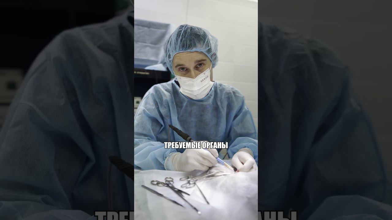 Стерилизация хорька. Операция кастрация пиометра #ветеринария #хирургия #кастрация #животные #наркоз смотреть онлайн