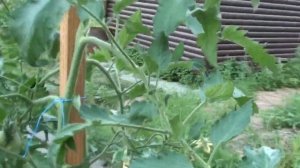 Томат Оранжевый русский 117 вкусный золотой биколор