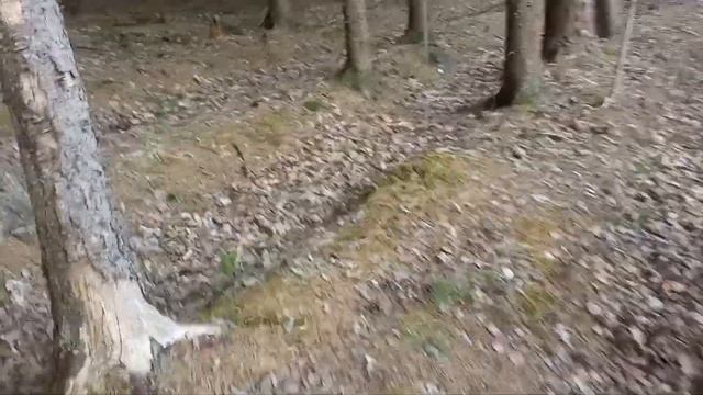 ПРОГУЛКА ПО ВЕСЕННЕМУ ЛЕСУ! КРАСОТИЩА! ПОДСНЕЖНИКИ* смотреть онлайн