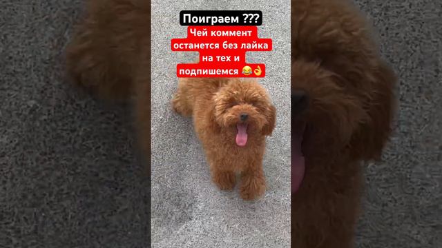 #собаки #пудель #мальтипу #тойпудель #рекомендации #cat #dog #топ #funny #cutedog смотреть онлайн