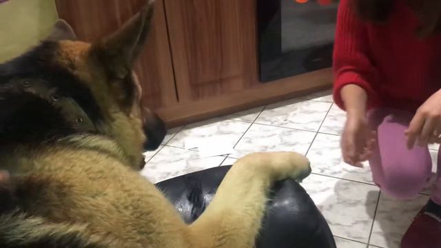 Большая Восточно Европейская овчарка играет игру ,funnydog