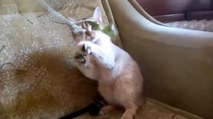 Золотая шиншилла, кошечка