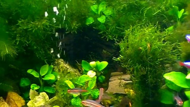 Красный неон, эритрозонус и мхи в аквариуме. смотреть онлайн