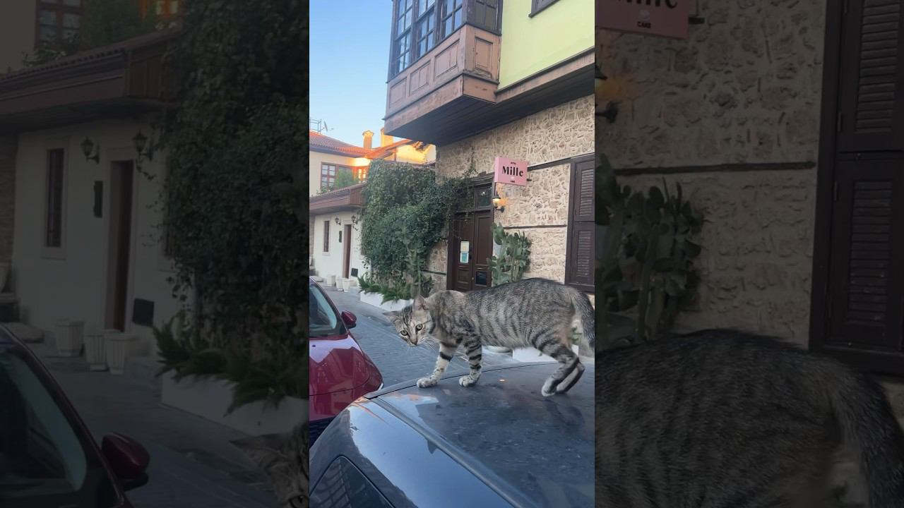 Мурзик из Анталии прыгает по автомобилям смотреть онлайн