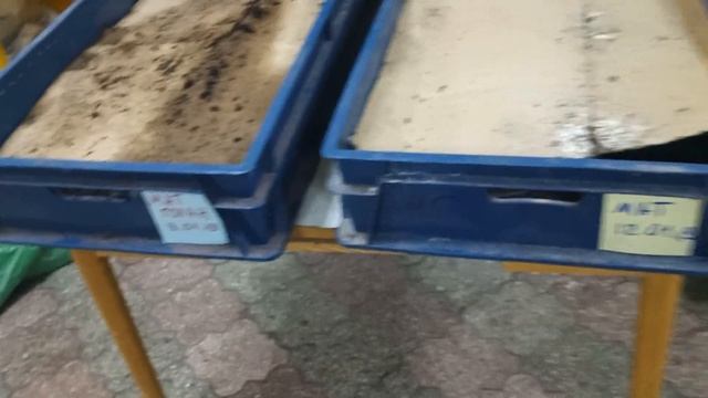 Бизнес на червях,немка/голанка смотреть онлайн