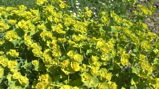Euphorbia serrata - grow & care (Serrated spurge) смотреть онлайн