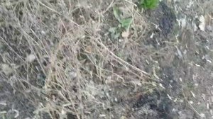 ПОДРОБНО | КАК ЛОВИТЬ ЯЩЕРИЦ | НАШЁЛ НОРЫ ЯЩЕРИЦ ВЫШЛИ  ЛИ ЯЩЕРИЦЫ ???!!!