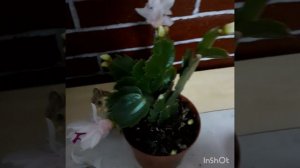 #шлюмбергер #цветение #уход #красота  Он покорил меня!!!
