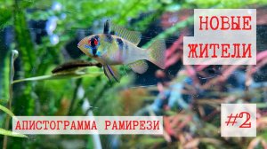 Новые жители. Апистограмма Рамирези