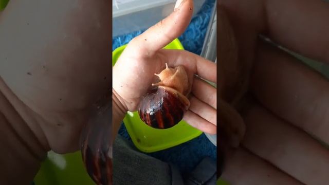 #улитка #улитка #ахатины #блог #улика