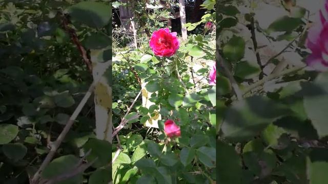 Роза Princess Anne (English Rose, Austin) смотреть онлайн