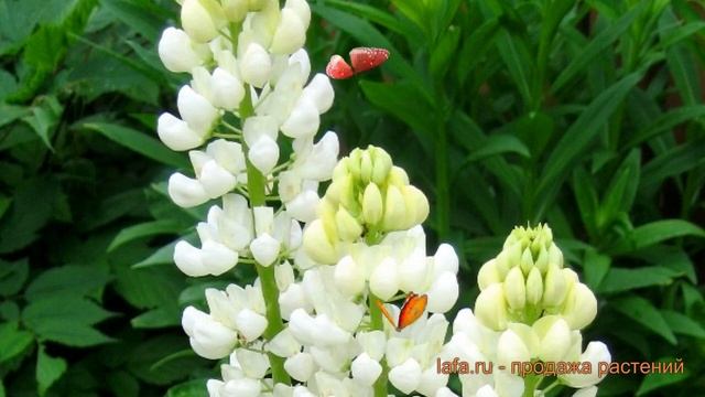 Люпин многолистный Вайт (lupinus polyphyllus white) ? Вайт обзор: как сажать, семена люпина Вайт смотреть онлайн