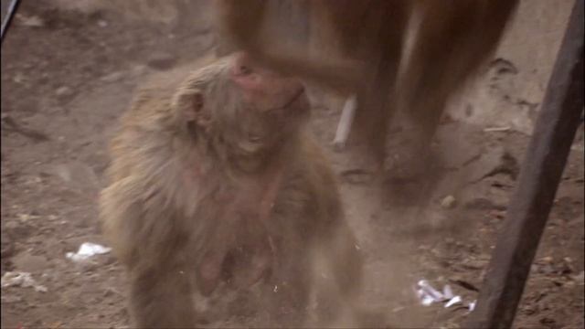 An Unlikely Hero - Monkey Thieves S2 12/13 - Go Wild смотреть онлайн