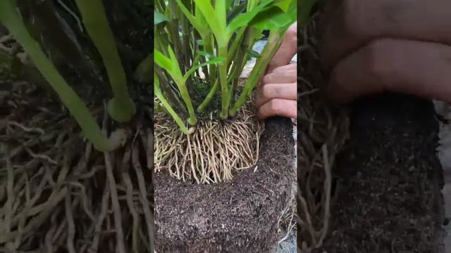 How amazing to grow orchids propagate plant fast and easy #2785 смотреть онлайн