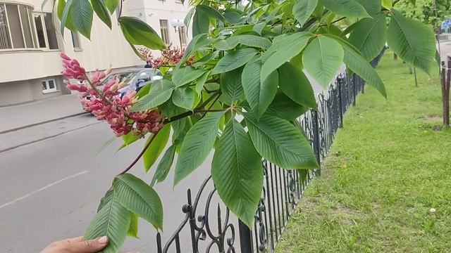 Такие разные каштаны смотреть онлайн