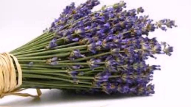 Лаванда. Лекарственные травы смотреть онлайн